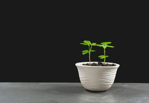 green potted plant, trees in the pot on table and dark background.