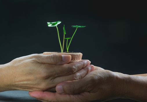 Human hands holding and giving green small plant life concept.Ecology concept.