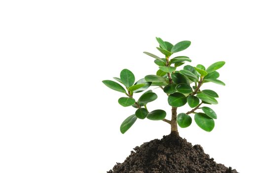 Seedling and plant growing in soil isolated on white background