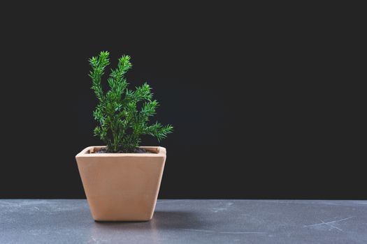 green potted plant, trees in the pot on table and dark background.