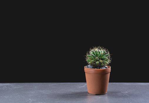 green potted plant, trees in the pot on table and dark background.