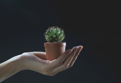 Human hands holding green small plant life concept.Ecology concept.