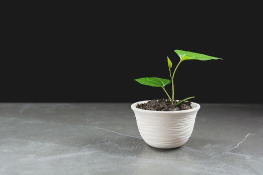 green potted plant, trees in the pot on table and dark background.
