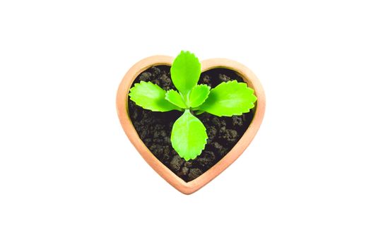 Seedling and plant growing in soil isolated on white background