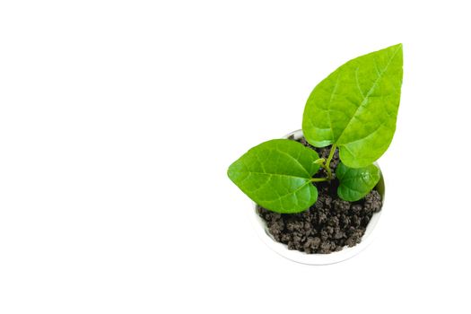 Seedling and plant growing in soil isolated on white background