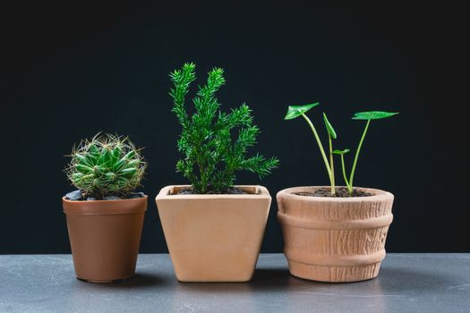 green potted plant, trees in the pot on table and dark background.