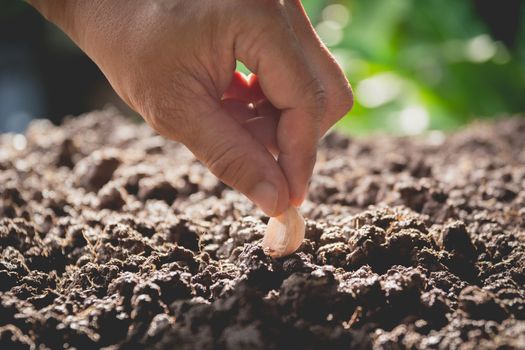 Seedling concept by human hand, Human seeding seed in soil with plant.