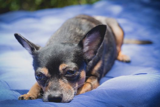 Little chihuahua dog sleeping and take some rest, dog sleeping and dreaming.