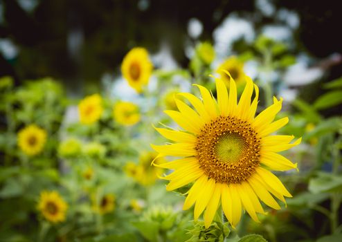 Sunflower field. Sunflowers garden. Sunflowers have abundant health benefits.