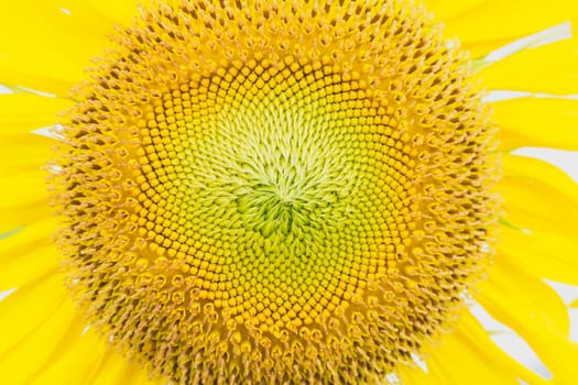Sunflowers texture. Sunflowers field background. Macro view of sunflower in bloom.