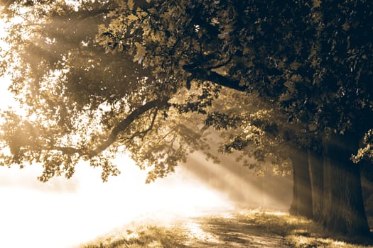 sunrise with rays on the background of a foggy mysterious path in the park