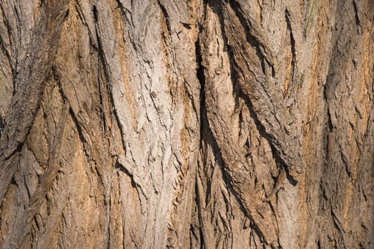 Bark tree texture close up photo with tree skin cracks. 