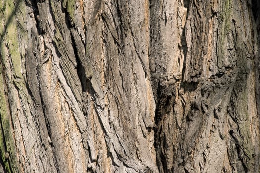 Bark tree texture close up photo with tree skin cracks. 