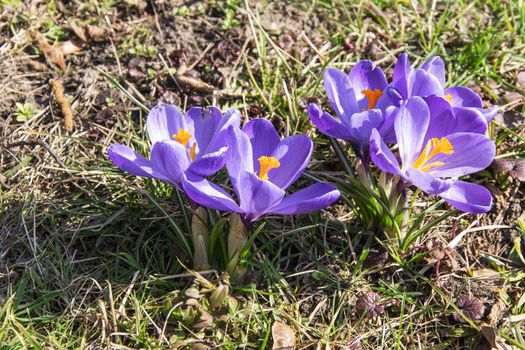 violet crocuses in the grass close up photo