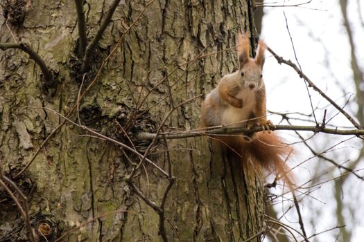 redhead squirrel on a tree branch looking at the camera