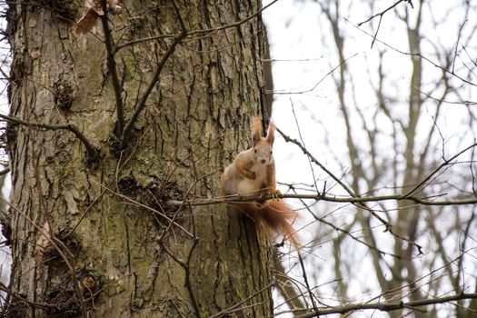 redhead squirrel on a tree branch looking at the camera