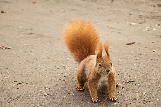 red squirrel on the ground ready to escape