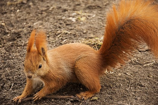 red squirrel on the ground looking at the camera