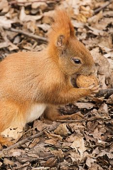 the red squirrel on the ground eats a walnut