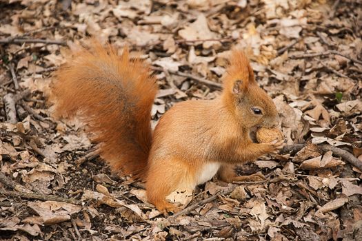 the red squirrel on the ground eats a walnut