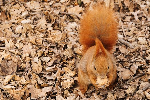 the red squirrel on the ground eats a walnut