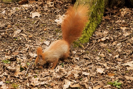 red squirrel looking for food in park