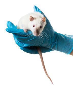 hands in medical gloves hold a rat on white background