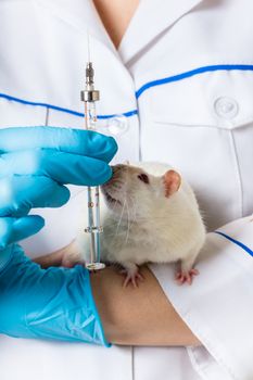 vet with white rat and syringe in hands