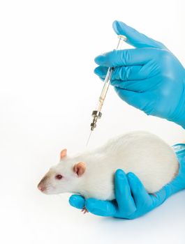 hands in medical gloves make white rat injection on white background