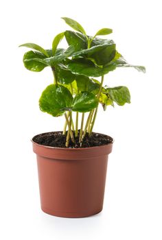 young coffee tree in a pot on white isolated background