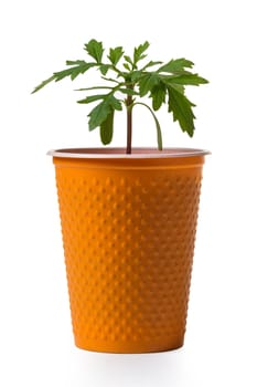 young growing plant in a pot on white background isolated