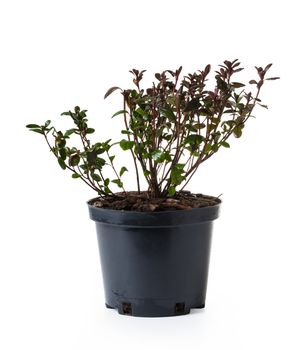 garden azalea marushka in a pot on white isolated background