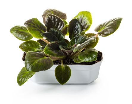 violet in a pot on white isolated background