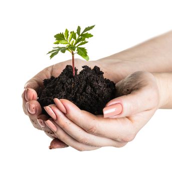 Woman's hands with a young plant growing in soil