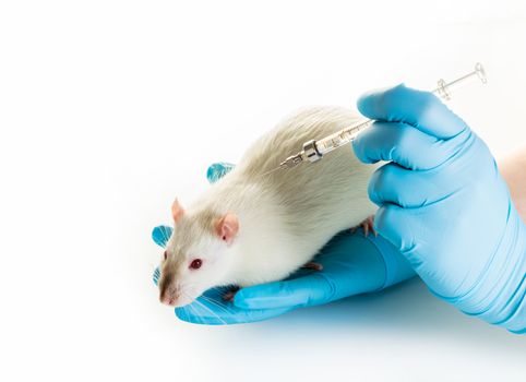 hands in medical gloves make white rat injection on white background