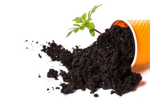 fallen pot with a young plant on a white isolated background