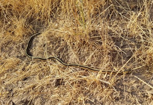 Coast Garter snake, also called garden snake, gardener snake, and ribbon snake,Thamnophis elegans terrestris, endemic to North America, in its natural habitat.