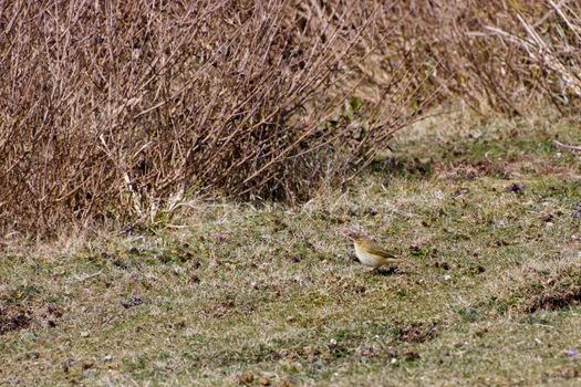 Common Chiffchaff (Phylloscopus collybita) near Hope Gap in Sussex