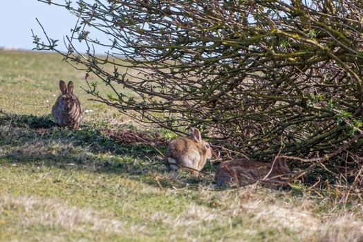 European Hares (Lepus europaeus) near Hope Gap in Sussex