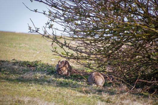 European Hares (Lepus europaeus) near Hope Gap in Sussex