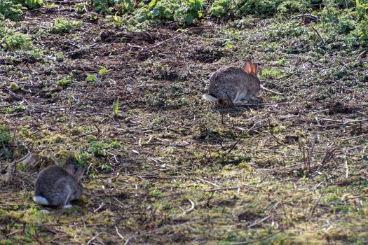 European Hares (Lepus europaeus) near Hope Gap in Sussex