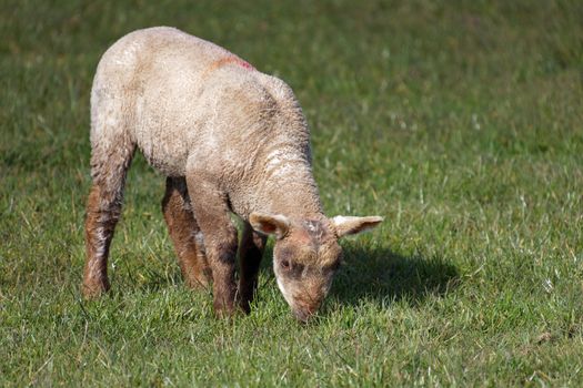 Brown Lamb at Home on the South Downs in Sussex