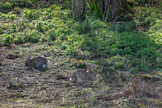 European Hares (Lepus europaeus) near Hope Gap in Sussex