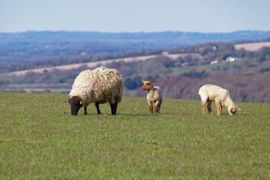 Sheep at Home on the South Downs in Sussex