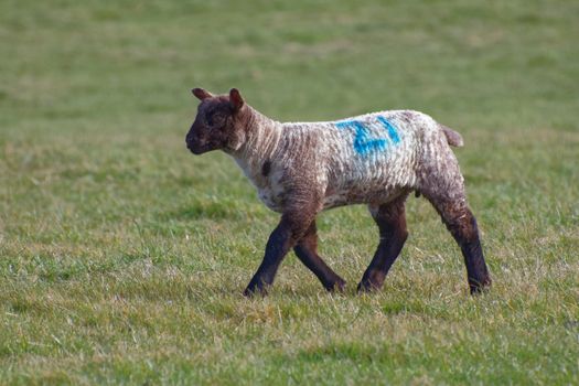 Brown Lamb at Home on the South Downs in Sussex