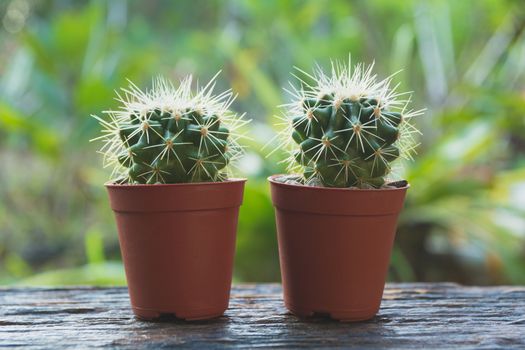 Cactus wood, cactus in tree pot. Cactus plants on wood table and nature background.