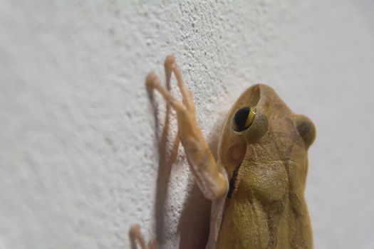 black eyed brown frog on the wall and looking for something.