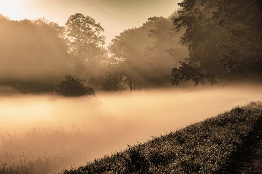 mysterious thick fog landscape on tree background