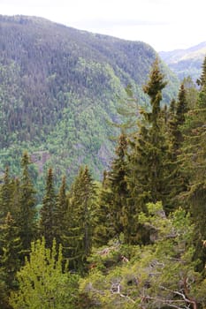 Valley and high mountains with fir forest in summer near Rjukan, Hardangervidda, Norway