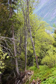 Beautiful summer landscape with mountains and forest, Rjukan, Norway